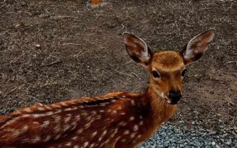 В Кинеле задержали браконьеров с двумя тушами сибирских косуль в багажнике — Самарское информбюро
