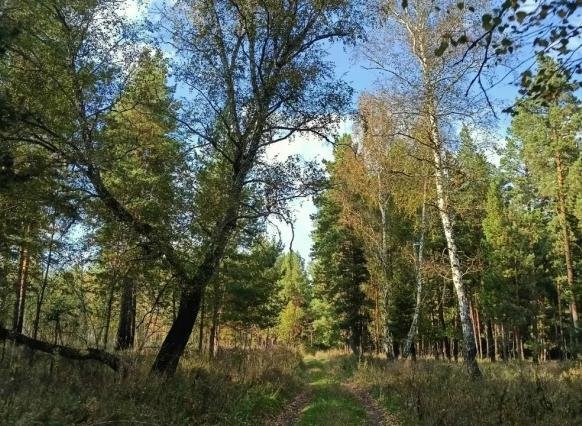 Пожар в 100 метрах от Волжского лесничества под Самарой тушили три часа
